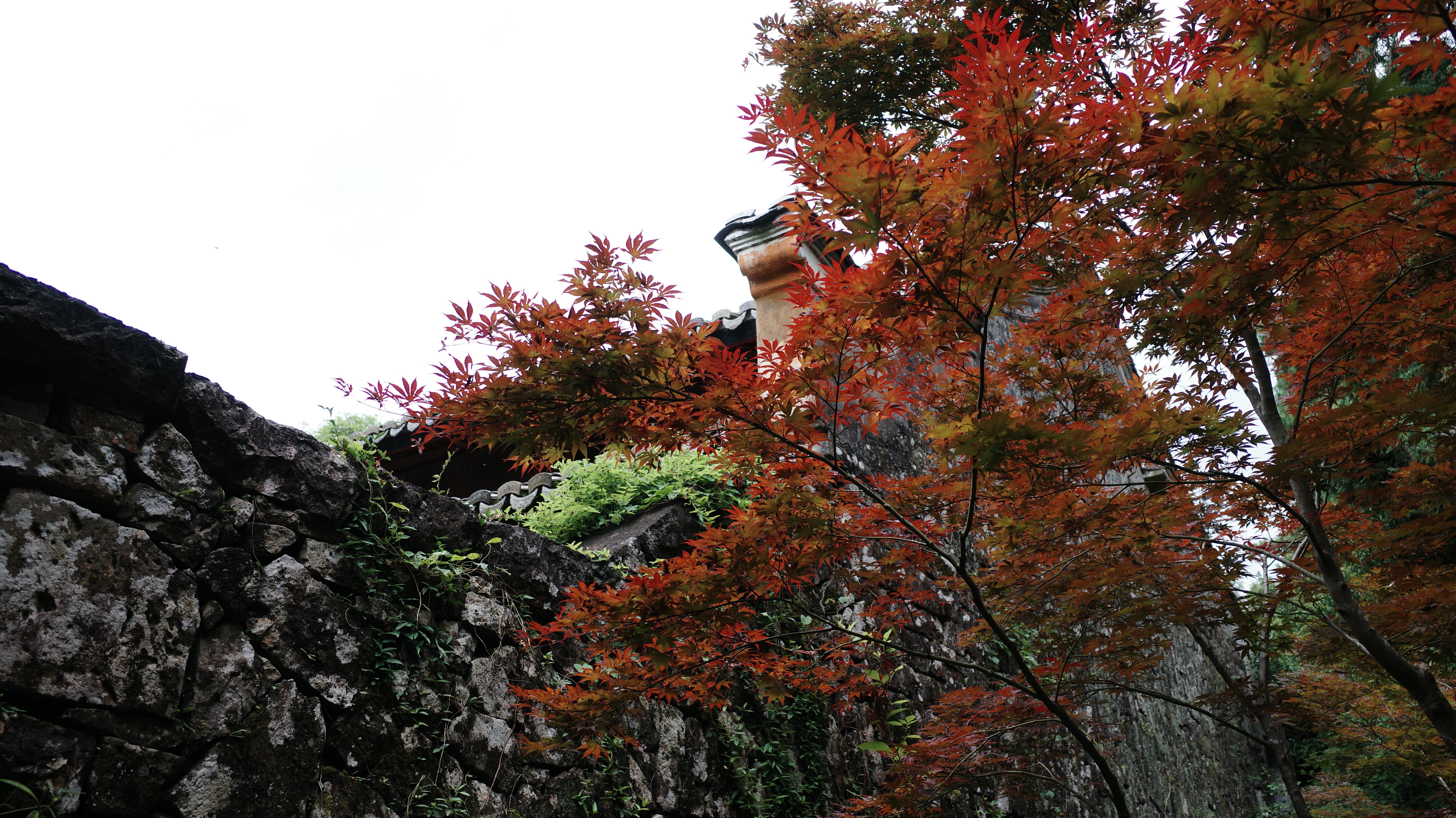 这季节居然还有红枫