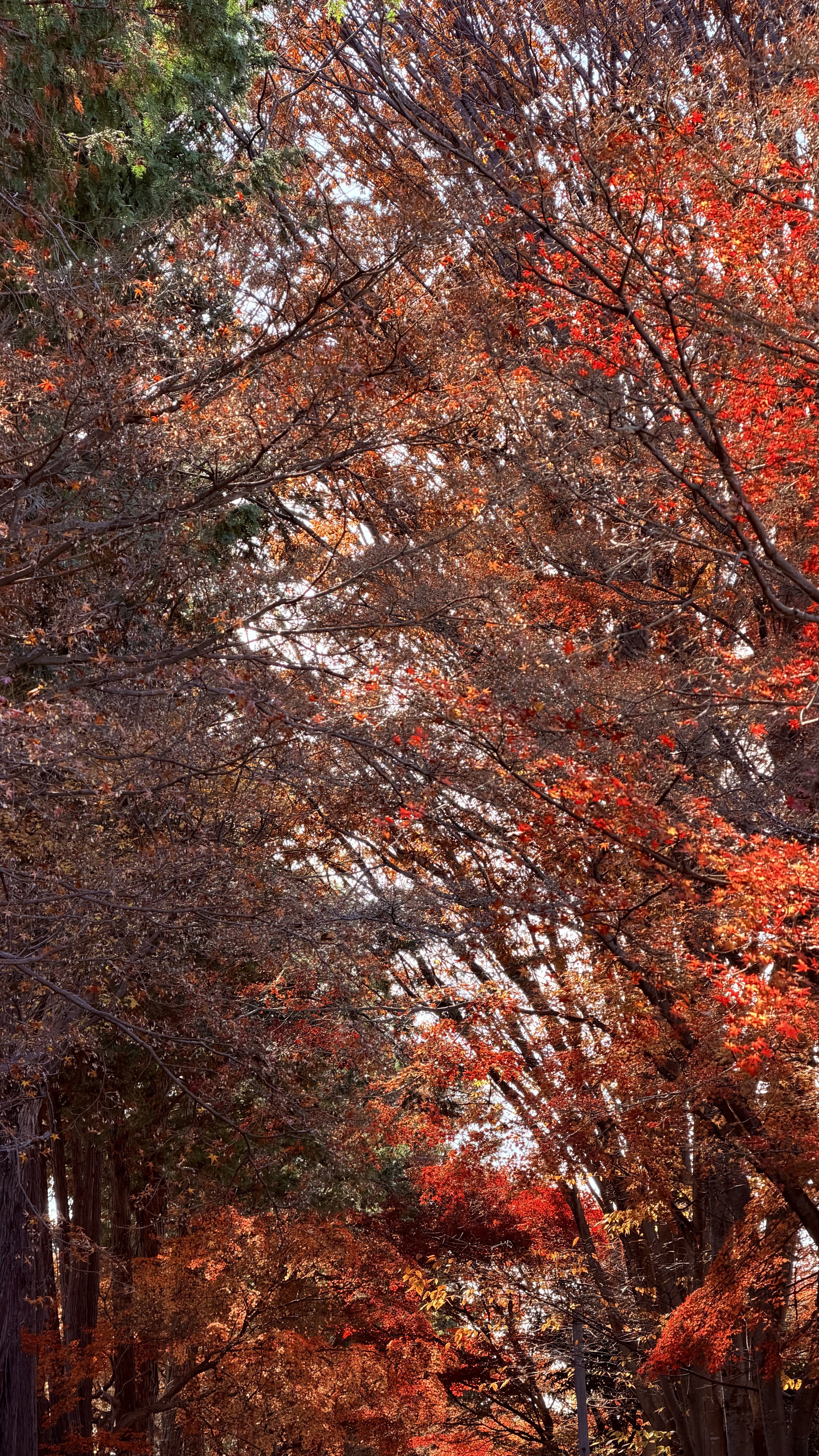 这张 iPhone 拍摄的有点照骗，没有那么红
